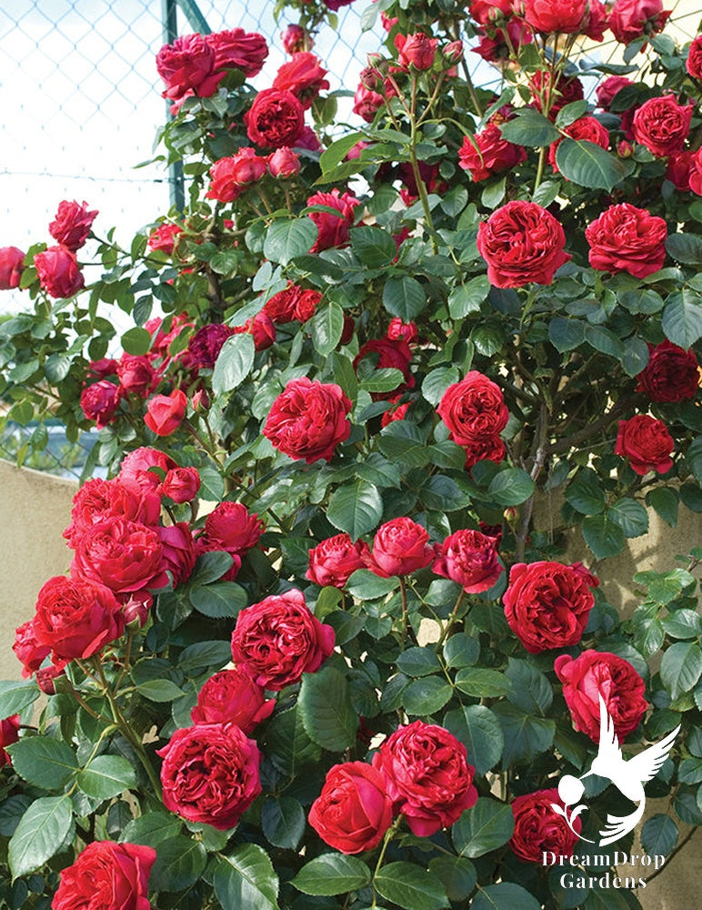 Rose - Eden Climber Red — DreamDrop Gardens photo 20