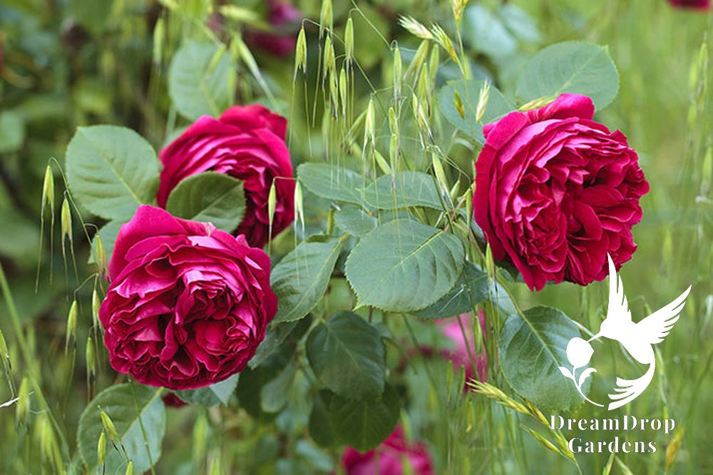 Rose - Eden Climber Red — DreamDrop Gardens photo 21