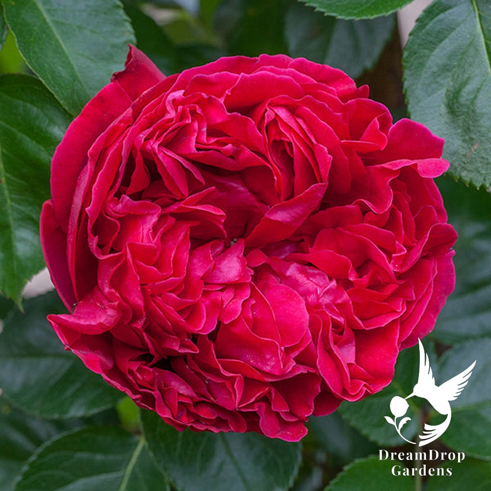 Rose - Eden Climber Red — DreamDrop Gardens photo 22