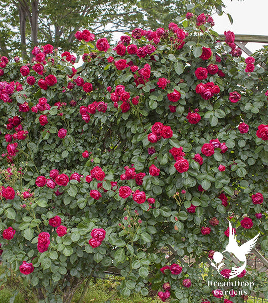 Rose - Eden Climber Red — DreamDrop Gardens photo 23