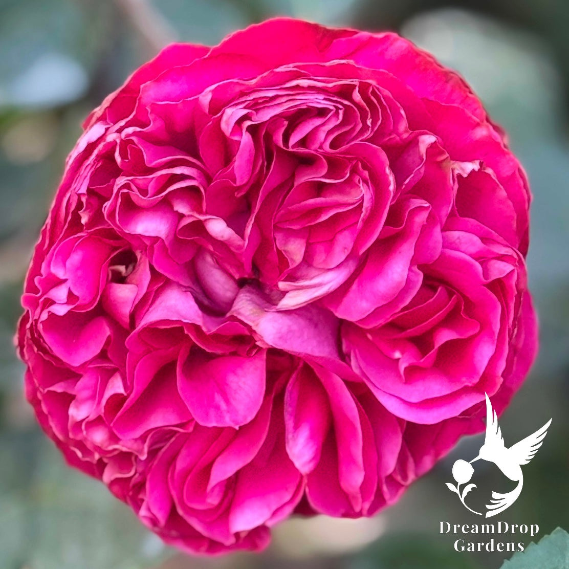 Rose - Eden Climber Red — DreamDrop Gardens photo 2