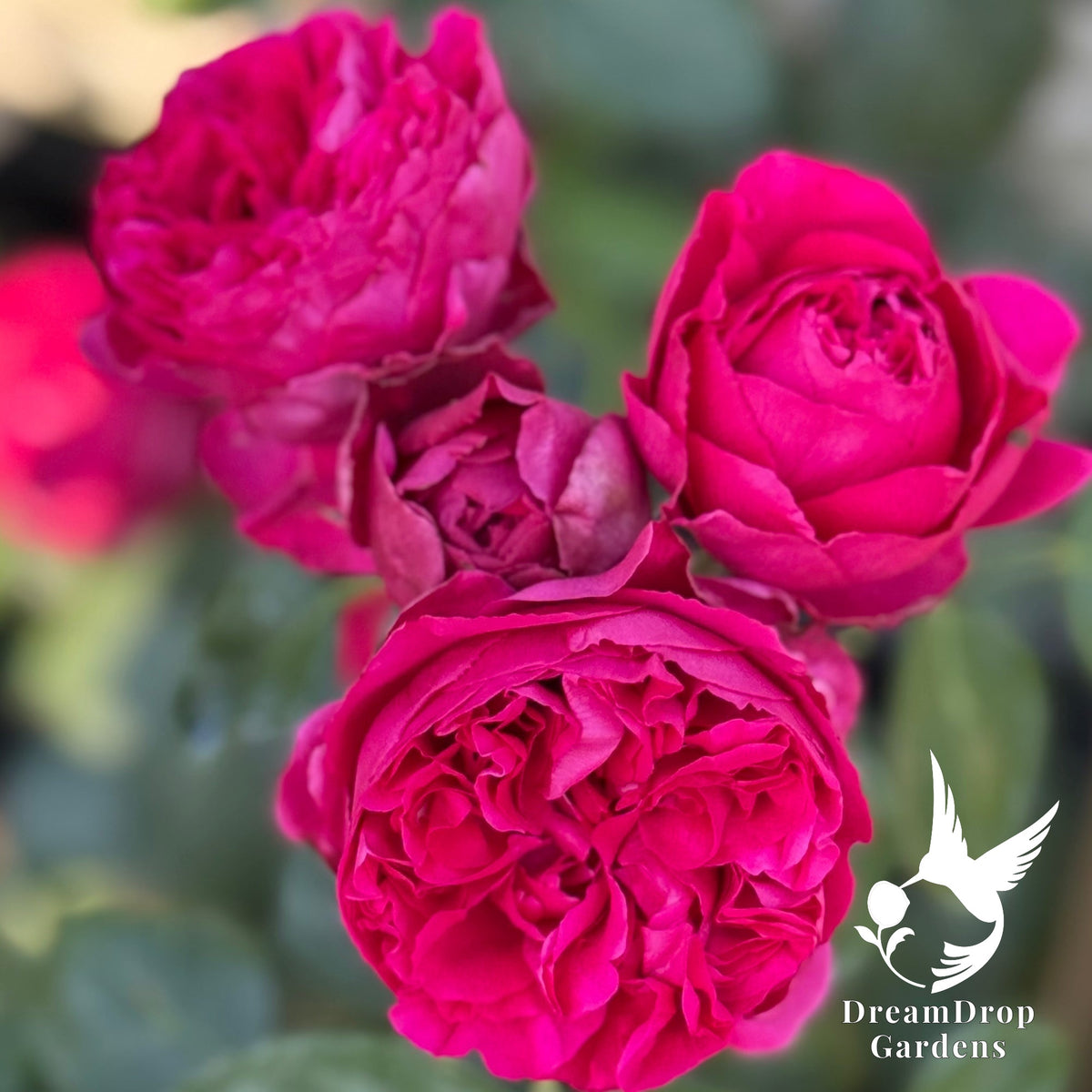 Rose - Eden Climber Red — DreamDrop Gardens photo 3