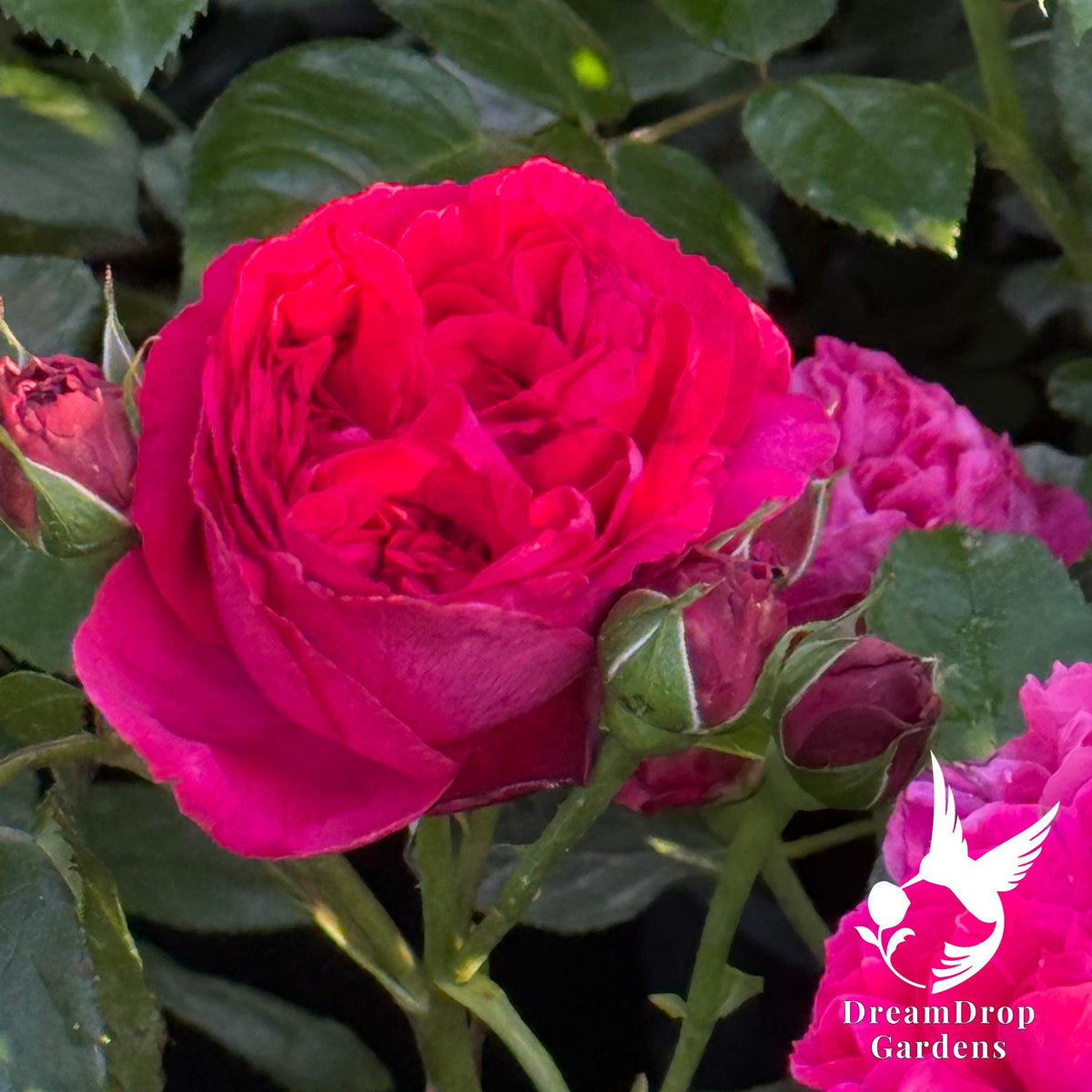 Rose - Eden Climber Red — DreamDrop Gardens photo 4