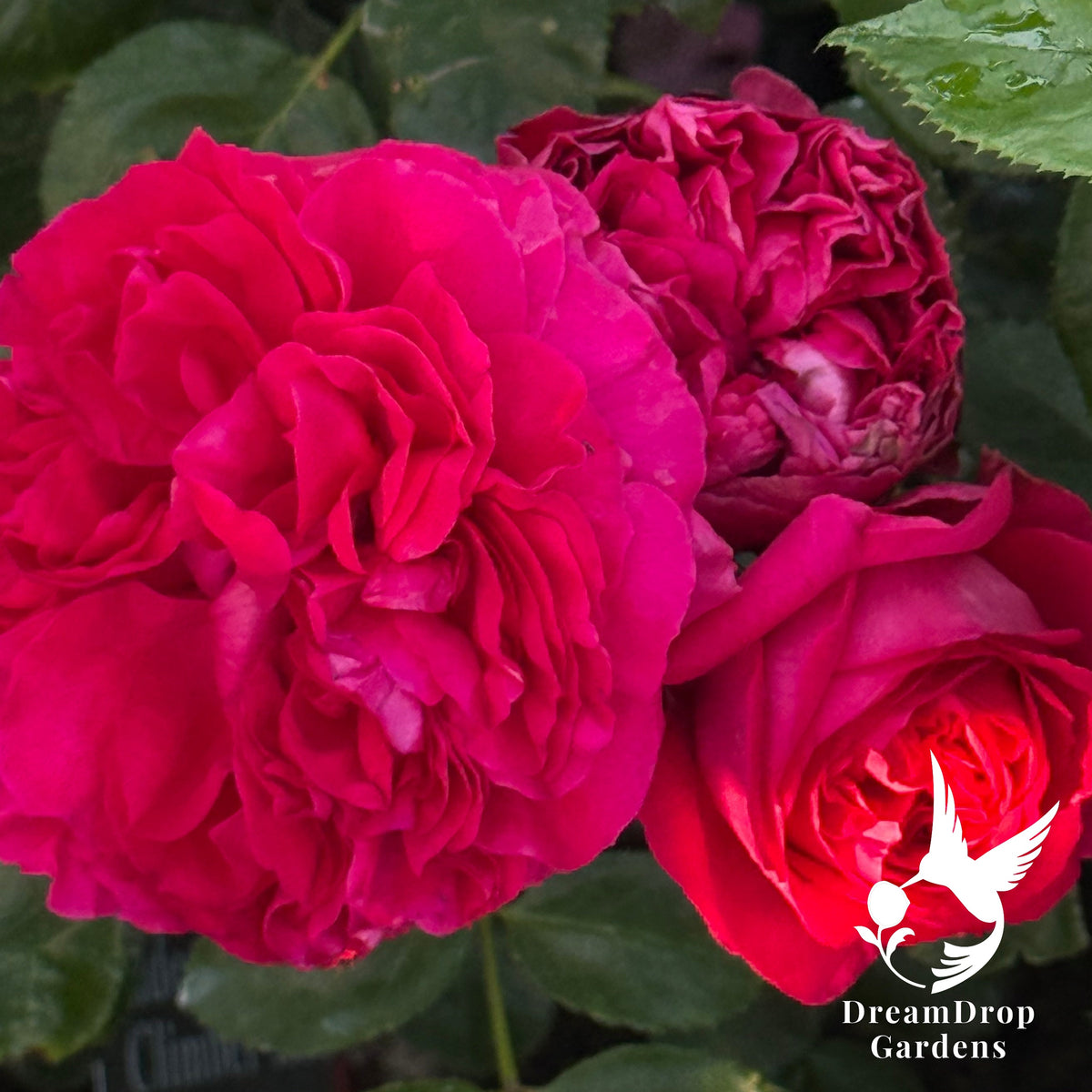 Rose - Eden Climber Red — DreamDrop Gardens photo 5