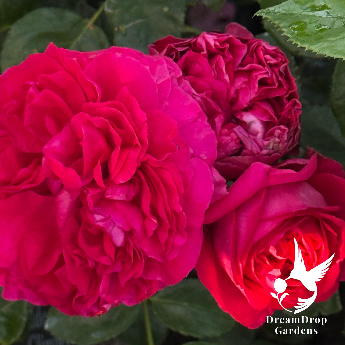 Rose - Eden Climber Red — DreamDrop Gardens photo 6