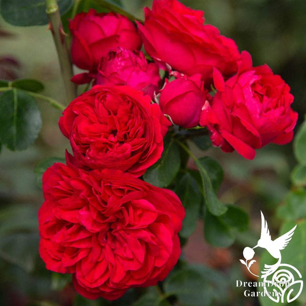 Rose - Eden Climber Red — DreamDrop Gardens photo 7