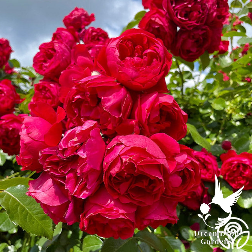 Rose - Eden Climber Red — DreamDrop Gardens photo 8