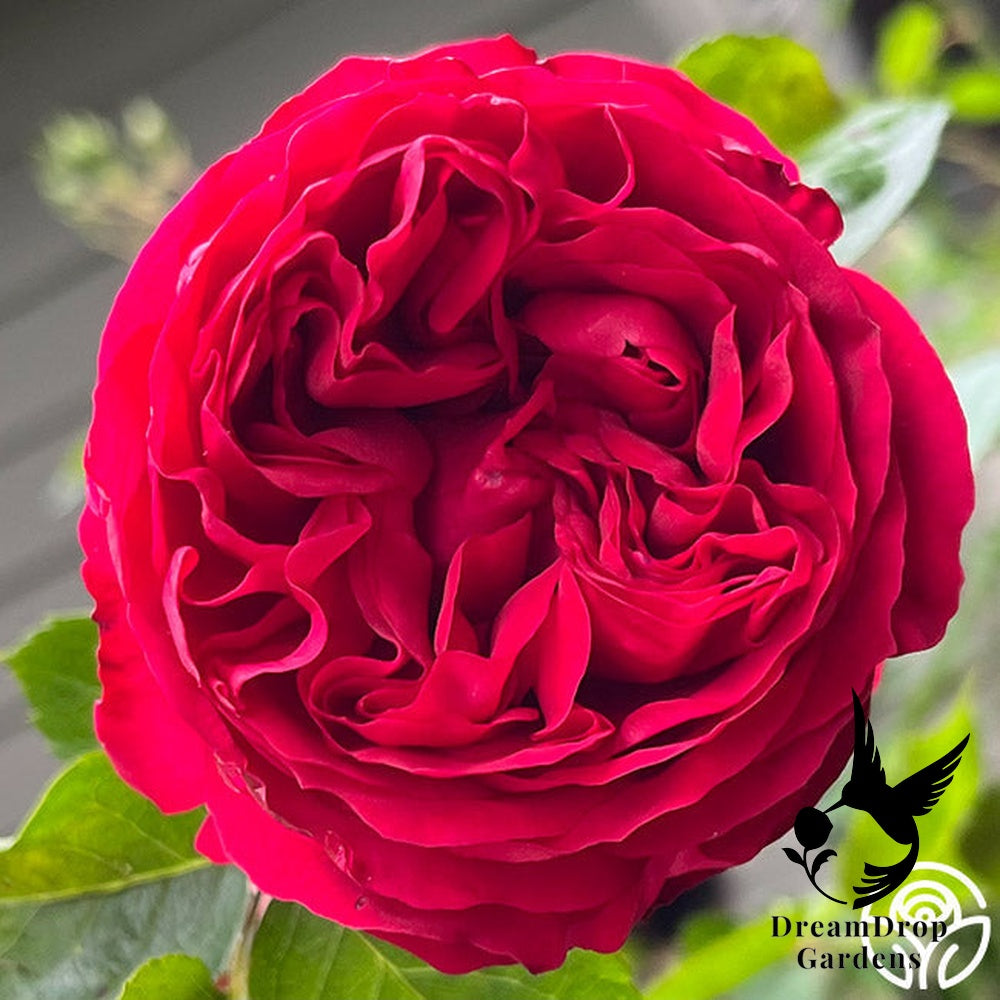 Rose - Eden Climber Red — DreamDrop Gardens photo 9