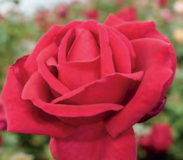 Rose - Red Masterpiece