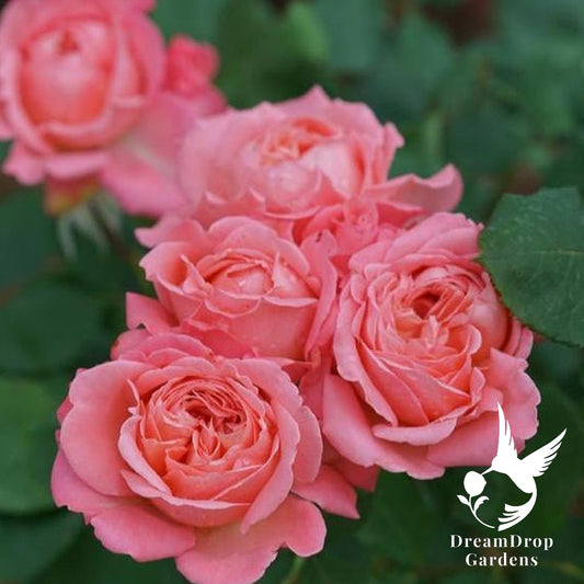 Rose - Reminiscent Coral — DreamDrop Gardens photo 1