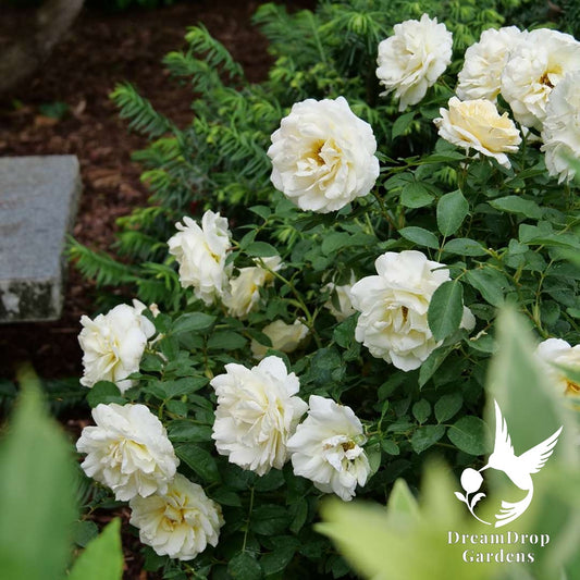 Rose - Reminiscent Crema — DreamDrop Gardens photo 1