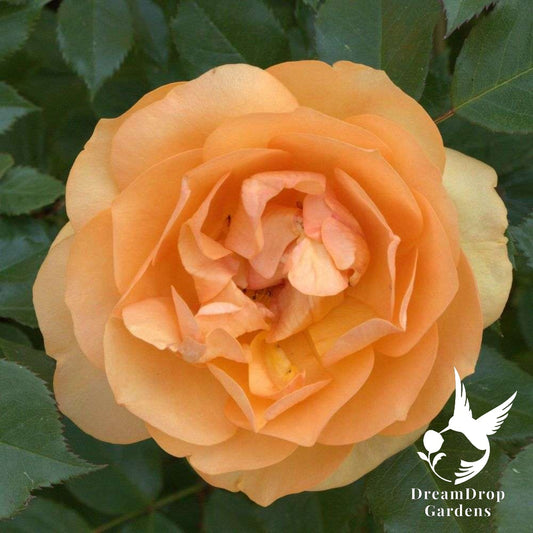 Rose - Reminiscent Ginger — DreamDrop Gardens photo 1