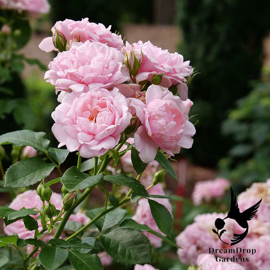 Rose - Reminiscent Pink — DreamDrop Gardens photo 1