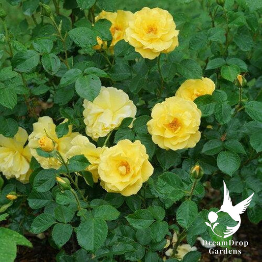 Rose - Reminiscent Yellow — DreamDrop Gardens photo 1
