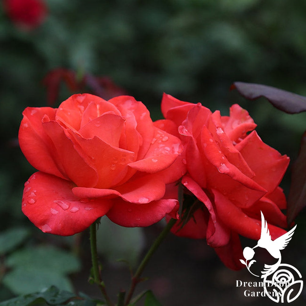 Rose - Ring of Fire — DreamDrop Gardens photo 10