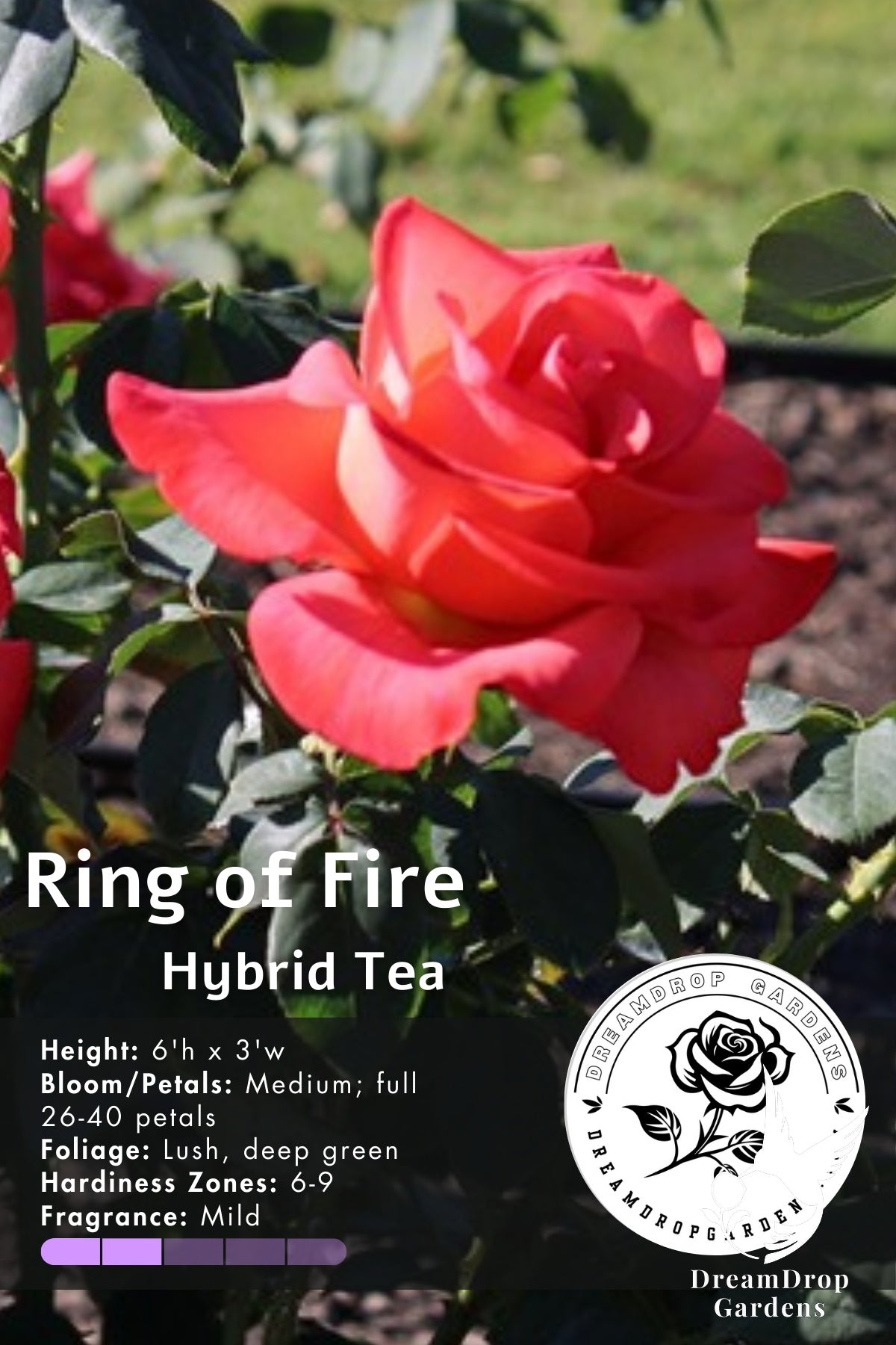 Rose - Ring of Fire — DreamDrop Gardens photo 11