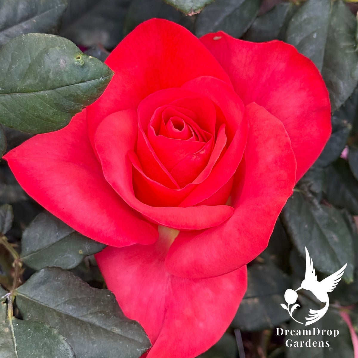 Rose - Ring of Fire — DreamDrop Gardens photo 1