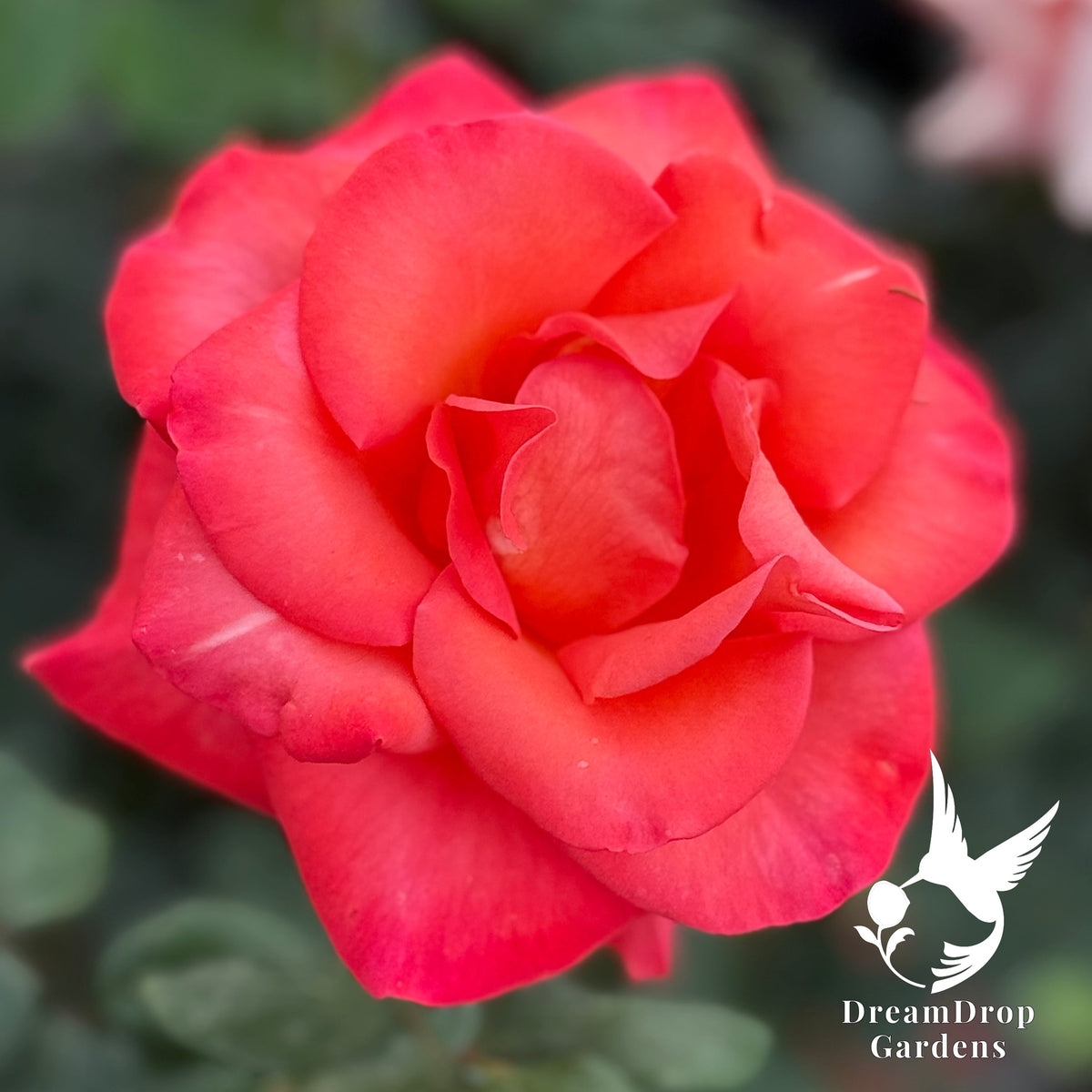 Rose - Ring of Fire — DreamDrop Gardens photo 2