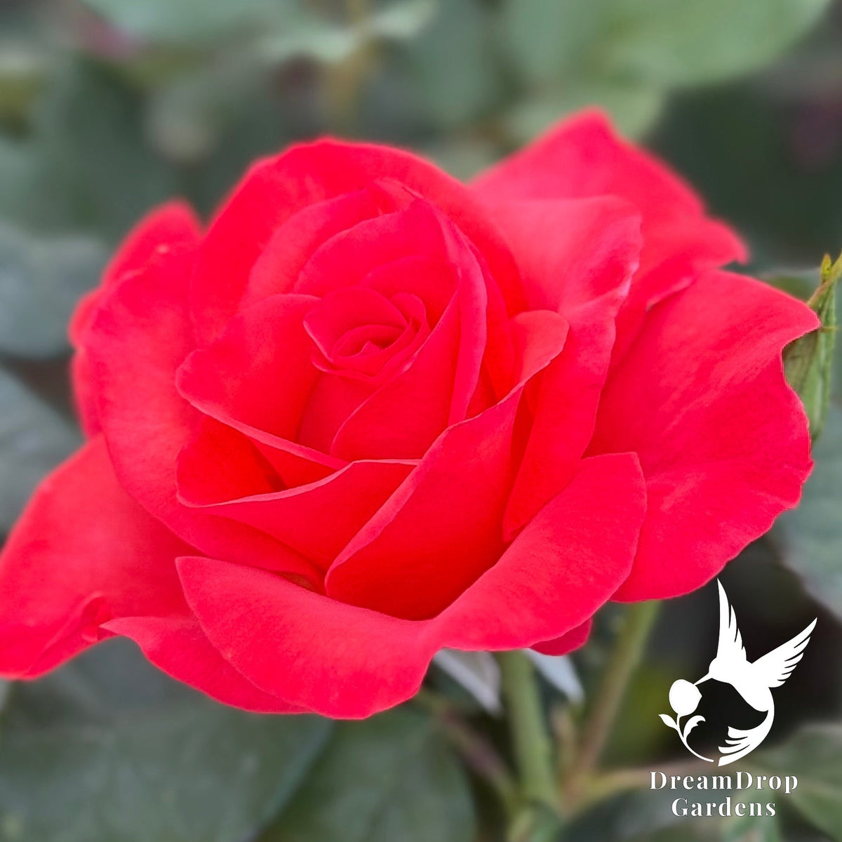 Rose - Ring of Fire — DreamDrop Gardens photo 3