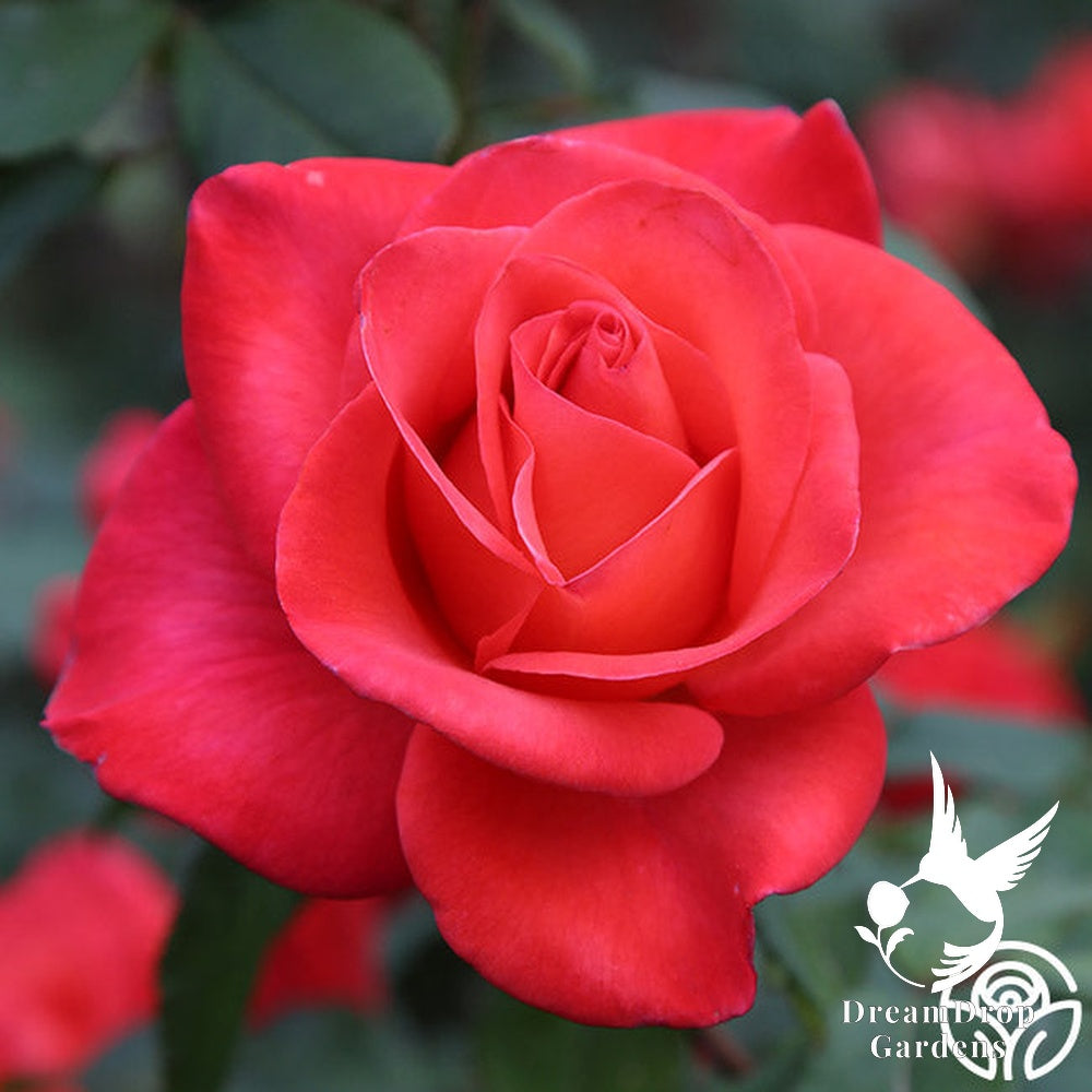 Rose - Ring of Fire — DreamDrop Gardens photo 5
