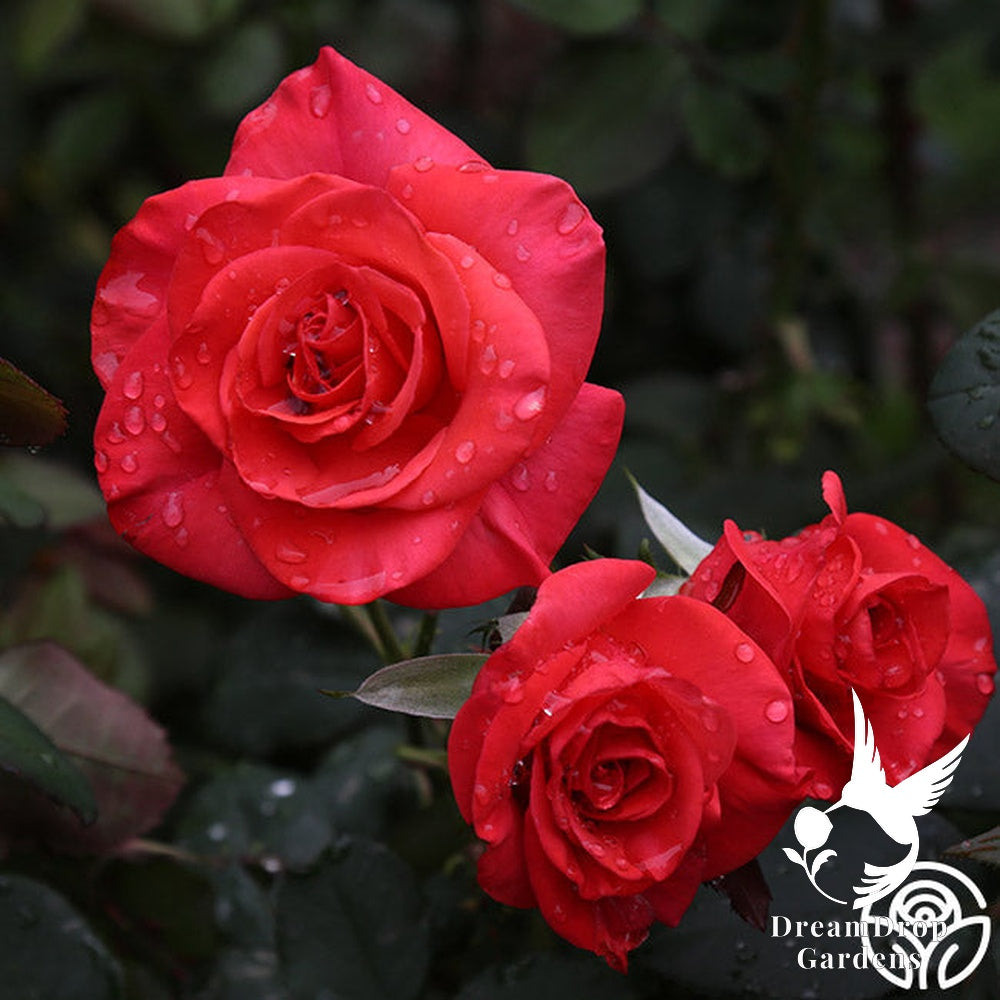Rose - Ring of Fire — DreamDrop Gardens photo 6
