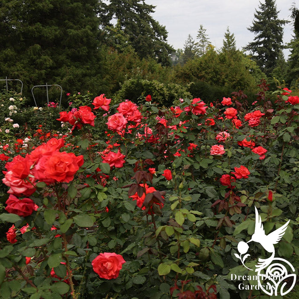 Rose - Ring of Fire — DreamDrop Gardens photo 7