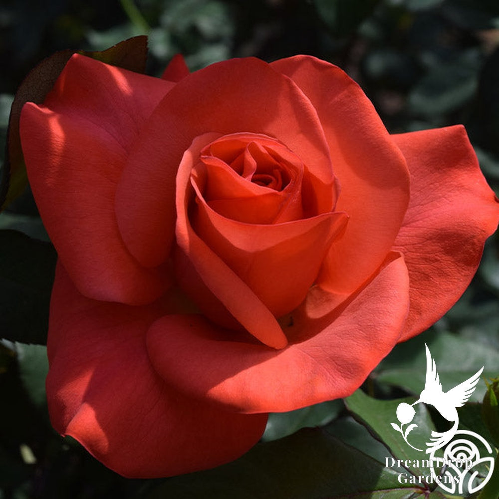 Rose - Ring of Fire — DreamDrop Gardens photo 8