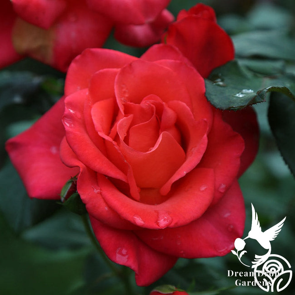 Rose - Ring of Fire — DreamDrop Gardens photo 9