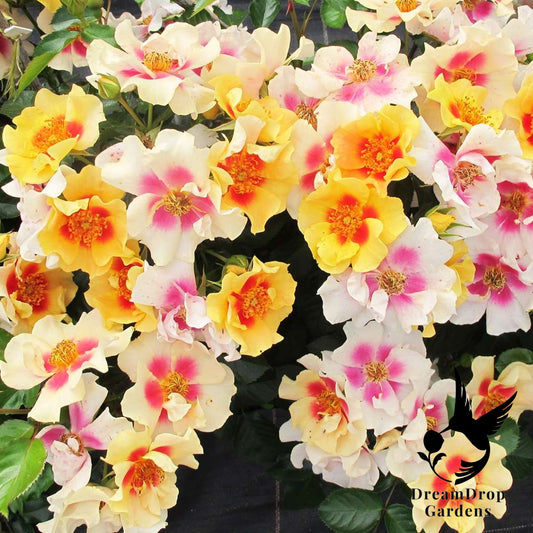 Rose - Ringo — DreamDrop Gardens photo 1