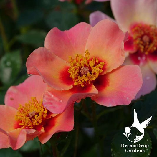 Rose - Ringo All-Star — DreamDrop Gardens photo 1