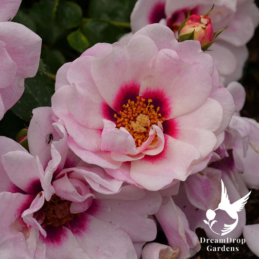 Rose - Ringo Double Pink — DreamDrop Gardens photo 1