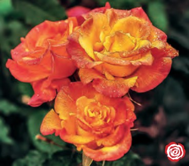 Rose - Rio Samba