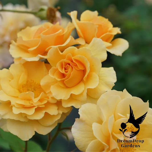 Rose - Rise Up Amberness — DreamDrop Gardens photo 1