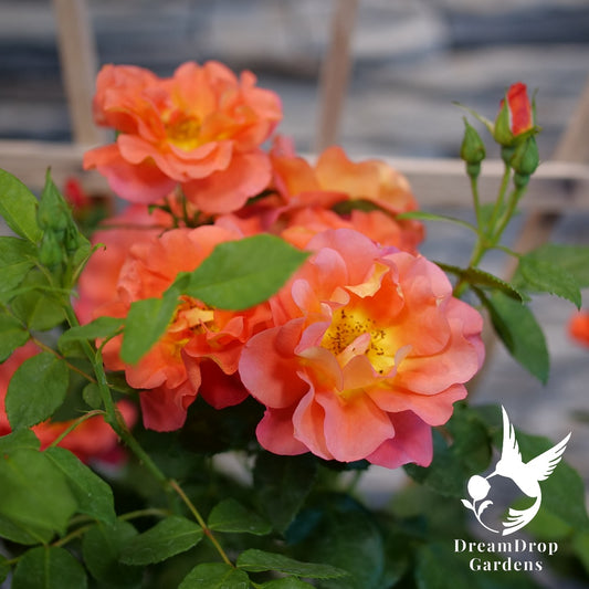 Rose - Rise Up Emberays — DreamDrop Gardens photo 1