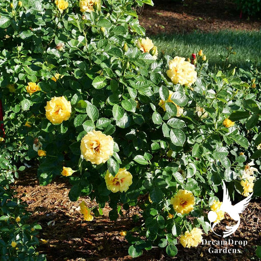Rose - Rise Up Ringo — DreamDrop Gardens photo 1