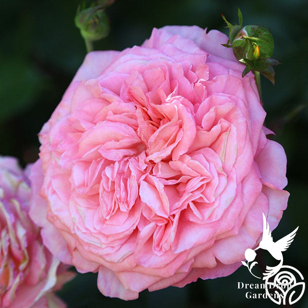 Rose - Sunbelt Savannah — DreamDrop Gardens photo 10