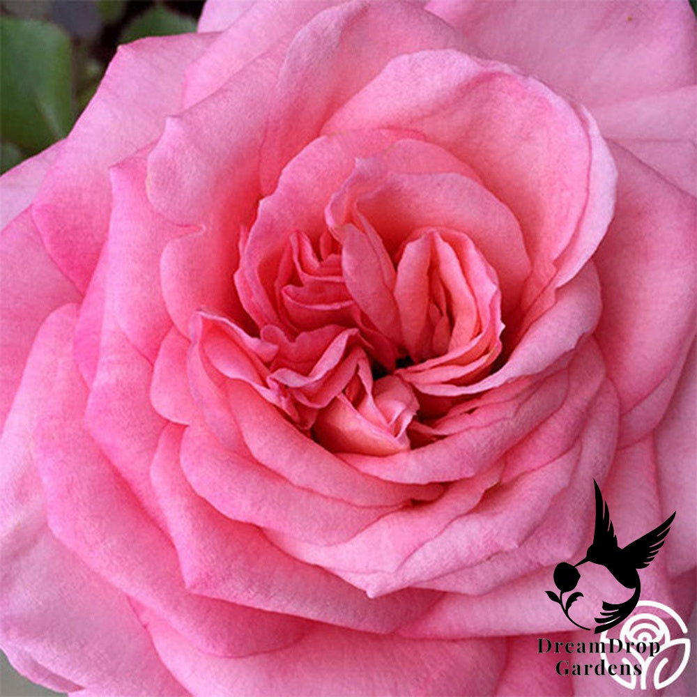 Rose - Sunbelt Savannah — DreamDrop Gardens photo 11