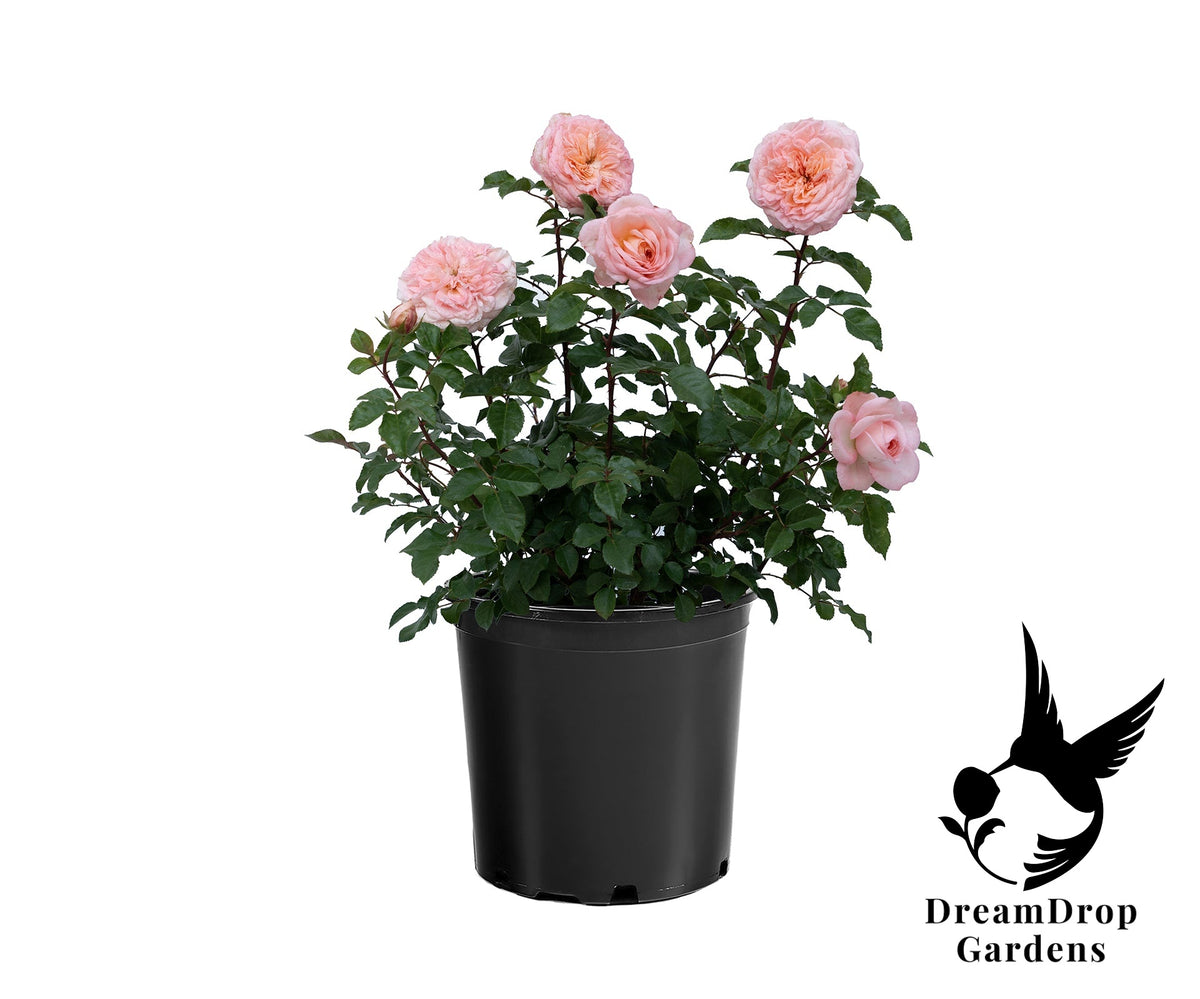 Rose - Sunbelt Savannah — DreamDrop Gardens photo 12