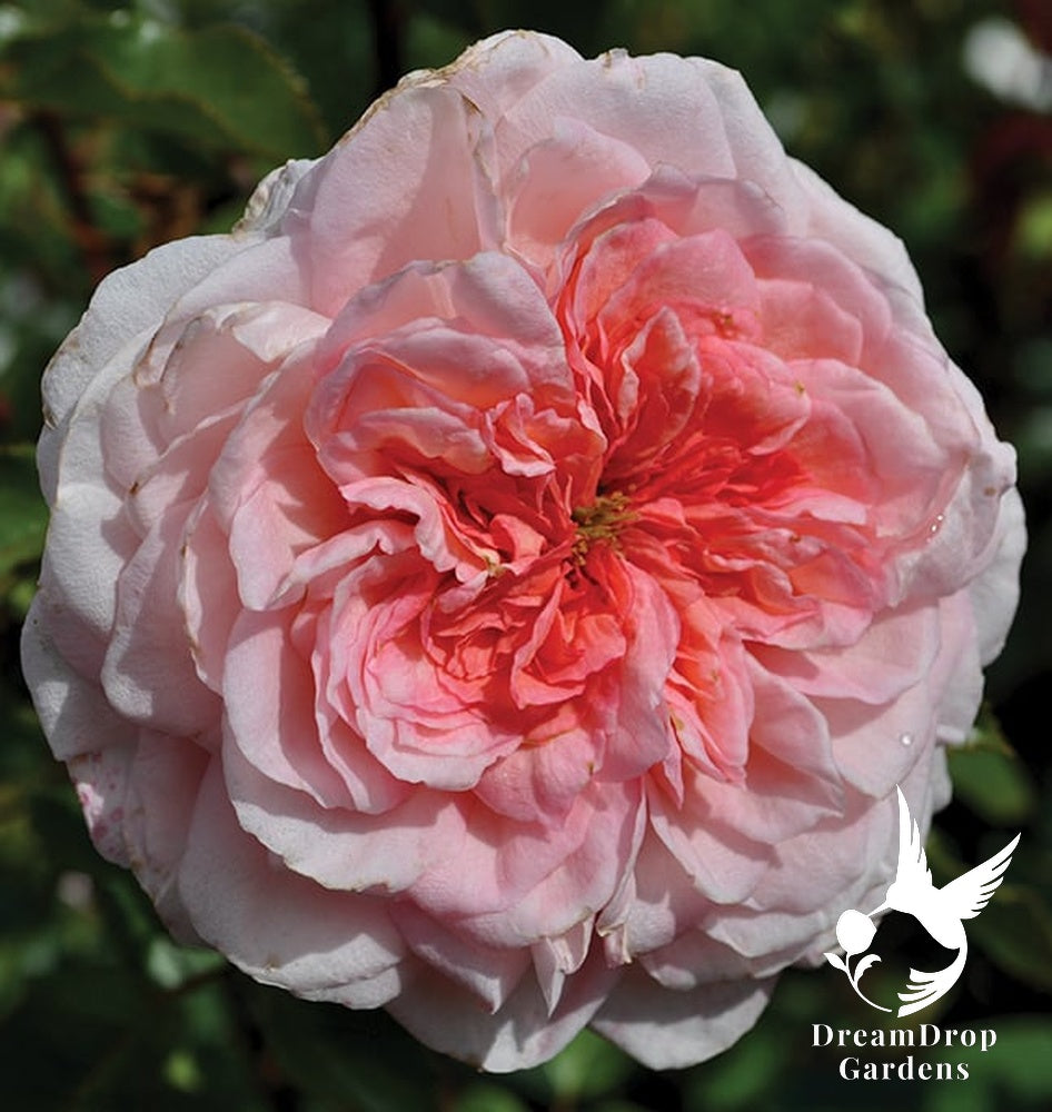 Rose - Sunbelt Savannah — DreamDrop Gardens photo 13