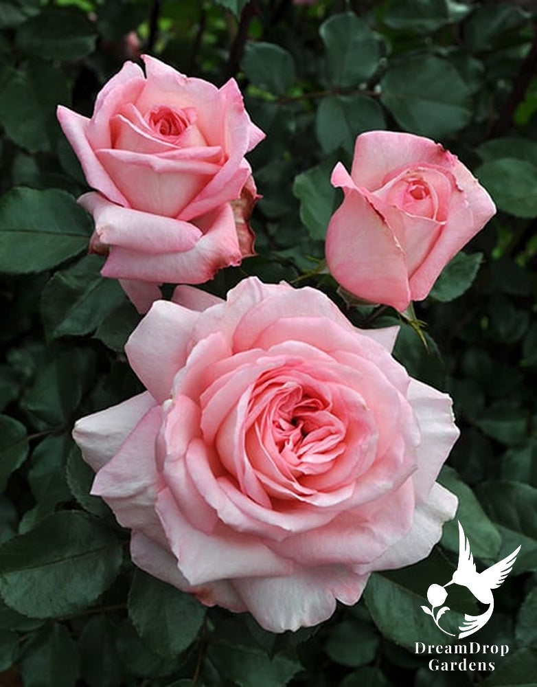Rose - Sunbelt Savannah — DreamDrop Gardens photo 14
