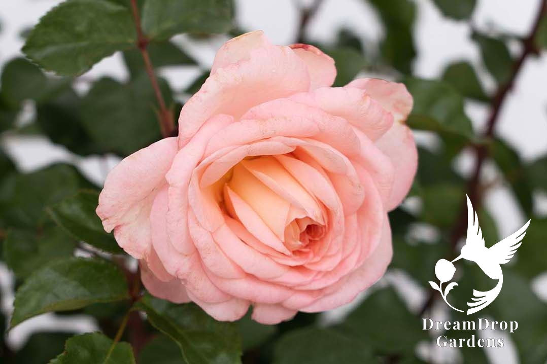 Rose - Sunbelt Savannah — DreamDrop Gardens photo 15