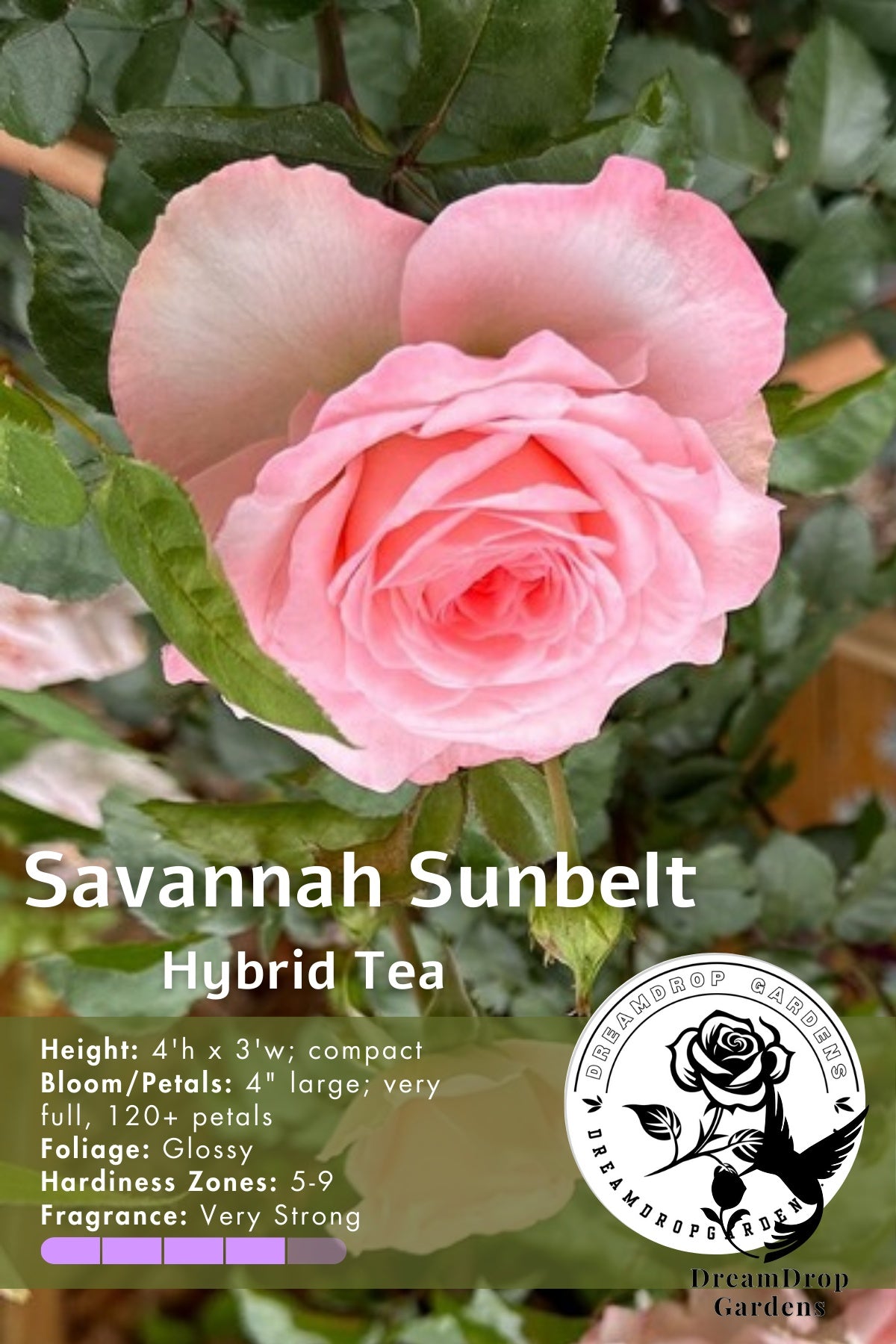 Rose - Sunbelt Savannah — DreamDrop Gardens photo 16