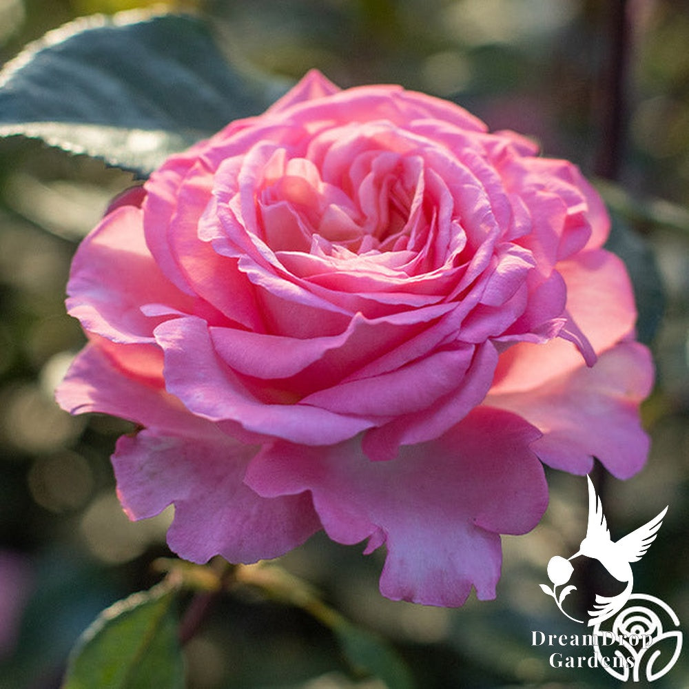 Rose - Sunbelt Savannah — DreamDrop Gardens photo 1