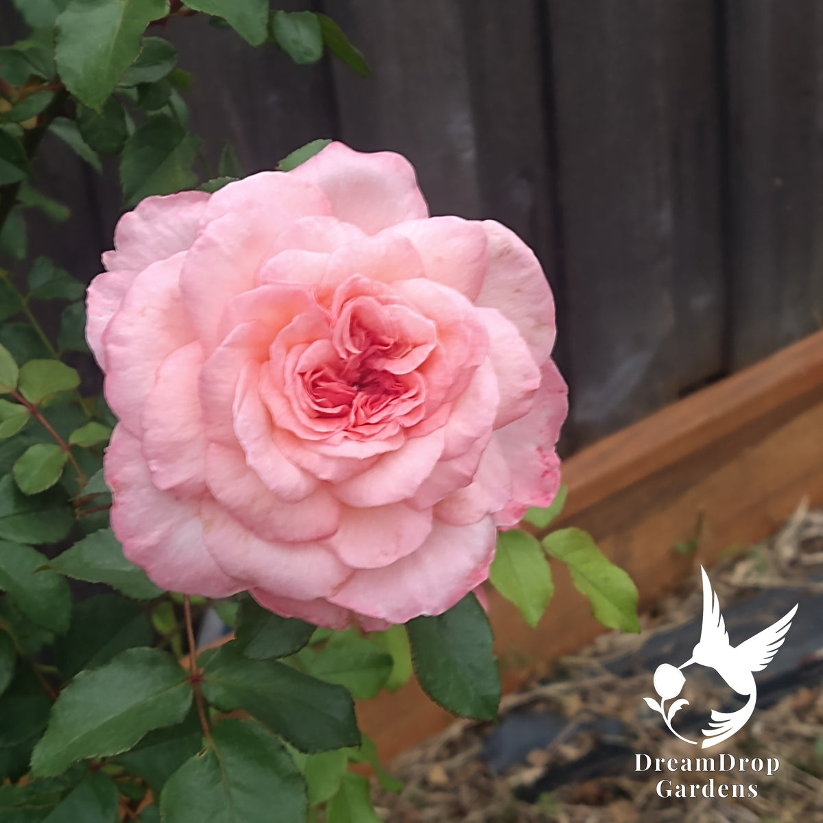 Large ruffled soft-pink Sunbelt Savannah rose bloom with a deeper pink centre by a dark fence