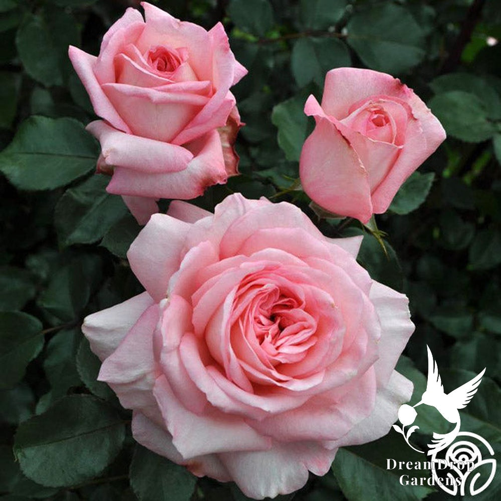 Rose - Sunbelt Savannah — DreamDrop Gardens photo 2