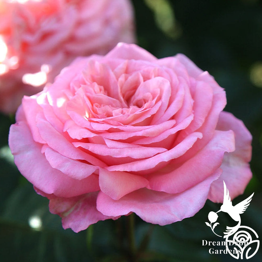 Rose - Sunbelt Savannah — DreamDrop Gardens photo 3