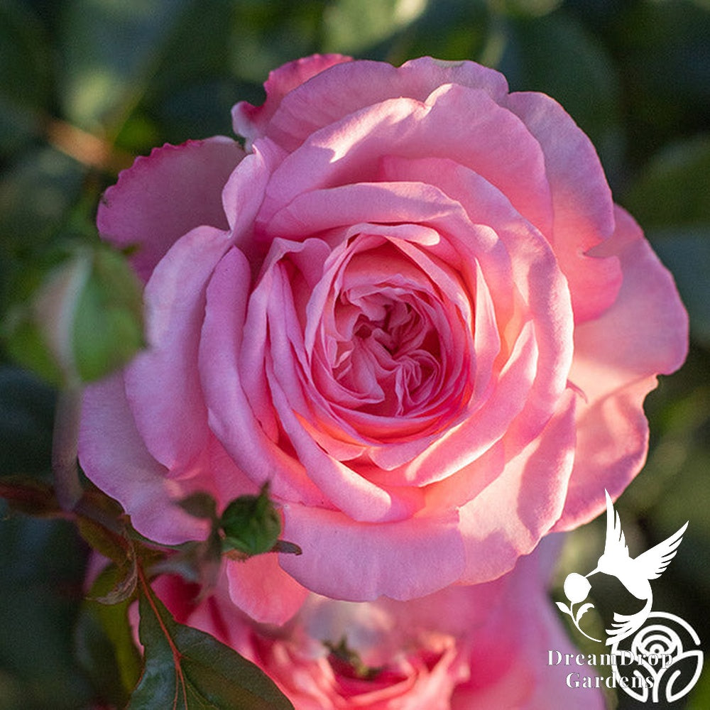 Rose - Sunbelt Savannah — DreamDrop Gardens photo 4