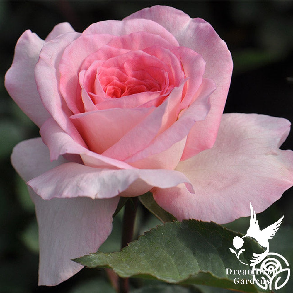 Rose - Sunbelt Savannah — DreamDrop Gardens photo 5