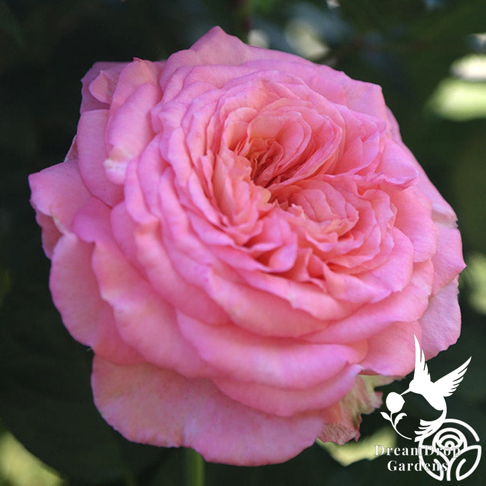 Rose - Sunbelt Savannah — DreamDrop Gardens photo 6