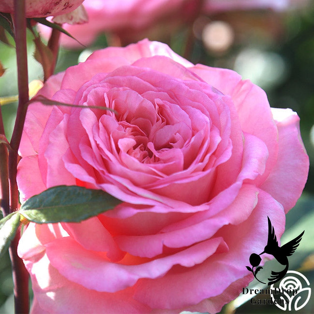 Rose - Sunbelt Savannah — DreamDrop Gardens photo 7